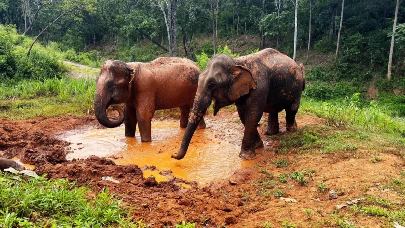 Elephants crossing a river in Thailand, handlers wading alongside
